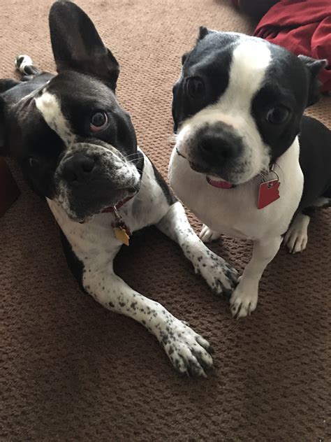 The love of the breed led to adoption, but the love of the dog led to. . Boston terrier rescue az